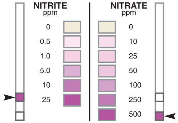 nitrite and nitrate test strips.jpg