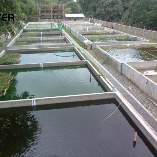 Why you need a Combi Drum Filter for Aquaculture? 