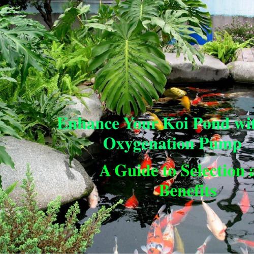 Why You Need An Oxygenation Pump and How to Choose A Suitable One for Your Koi Pond?